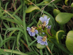 Scaevola calendulacea