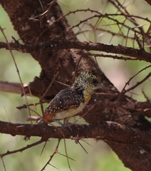 Trachyphonus darnaudii