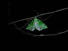 Chlorodes boisduvalaria