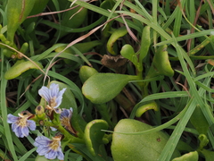 Scaevola calendulacea