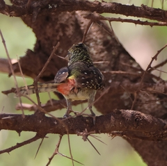 Trachyphonus darnaudii