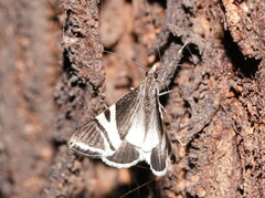 Phrataria bijugata