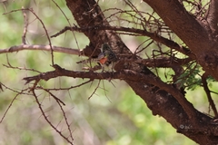 Trachyphonus darnaudii