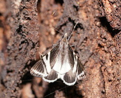 Phrataria bijugata