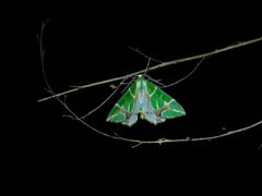 Chlorodes boisduvalaria