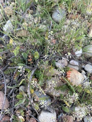 Lepidium nitidum