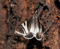 Phrataria bijugata