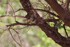 Trachyphonus darnaudii