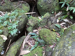 Leptochilus pteropus