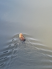 Myocastor coypus