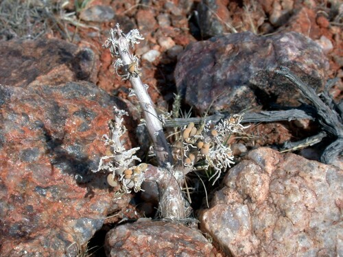 Mesembryanthemum lignescens (L. Bolus) Klak