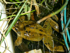 Rana temporaria