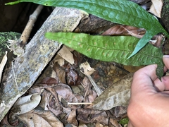 Leptochilus pteropus