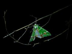 Chlorodes boisduvalaria