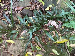 Leptochilus pteropus