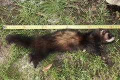 Mustela putorius