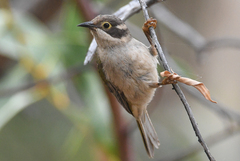 Melithreptus brevirostris