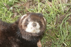 Mustela putorius