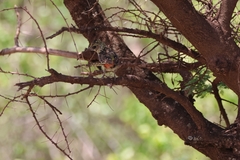 Trachyphonus darnaudii