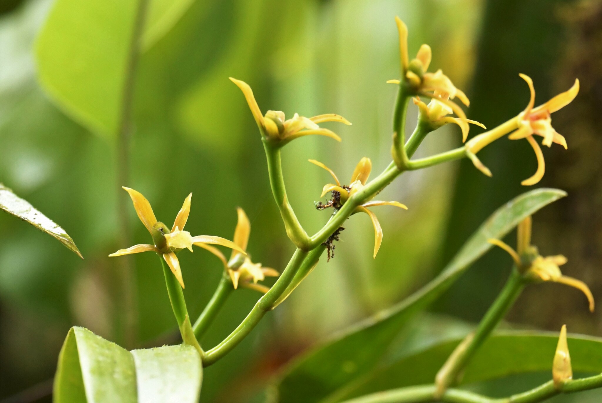 Ada elegantula (Rchb.f.) N.H.Williams & M.W.Chase 2