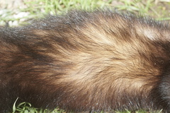 Mustela putorius