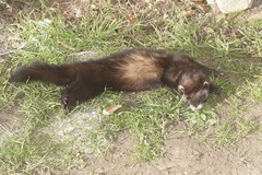 Mustela putorius