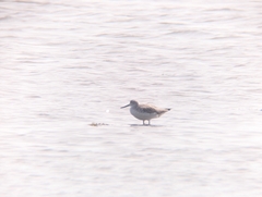 Tringa guttifer