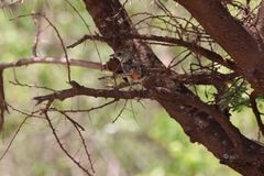 Trachyphonus darnaudii