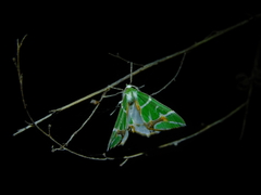 Chlorodes boisduvalaria