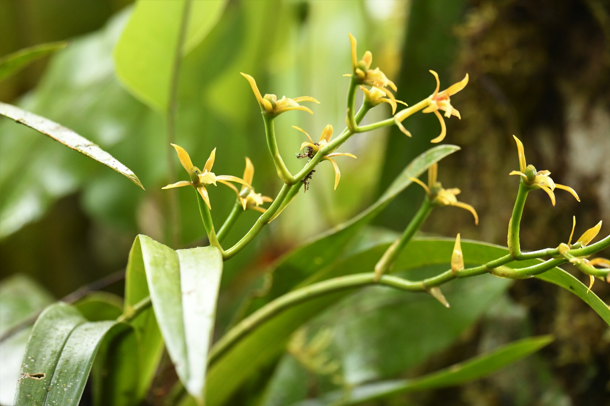 Ada elegantula (Rchb.f.) N.H.Williams & M.W.Chase 3