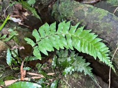 Hymenasplenium obscurum