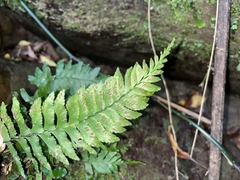 Hymenasplenium obscurum