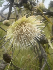 Protea caffra falcata