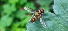 Episyrphus