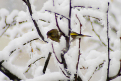 Chloris chloris