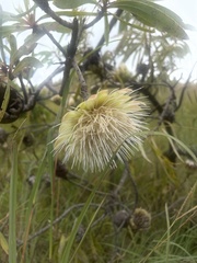 Protea caffra falcata