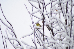 Chloris chloris