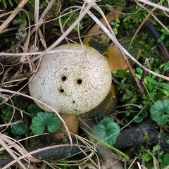Myriostoma coliforme