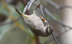 Melithreptus brevirostris