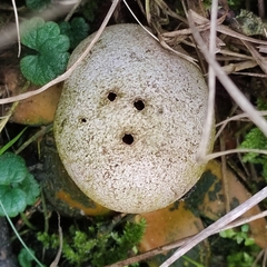 Myriostoma coliforme