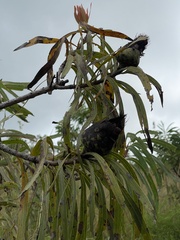 Protea caffra falcata