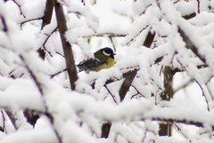 Parus major