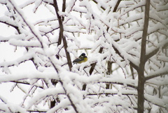 Parus major
