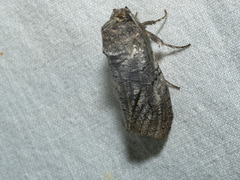 Culama anthracica