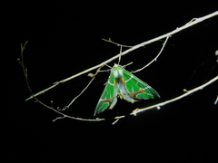 Chlorodes boisduvalaria
