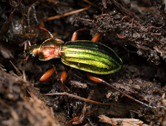 Carabus auronitens