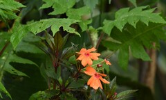Impatiens hawkeri