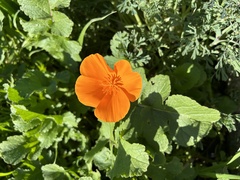 Eschscholzia californica
