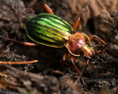 Carabus auronitens