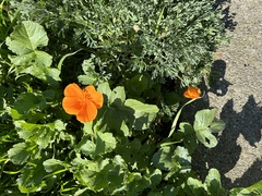 Eschscholzia californica